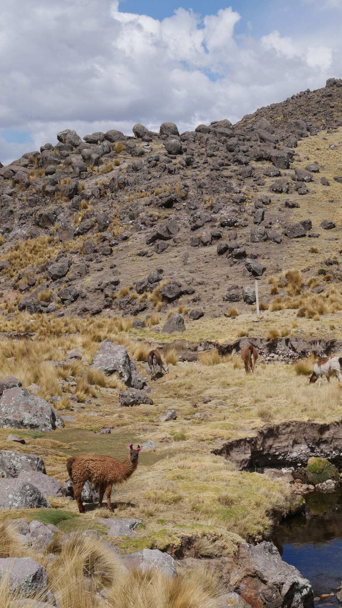 An alpaca looking toward the camera on a rocky hillside