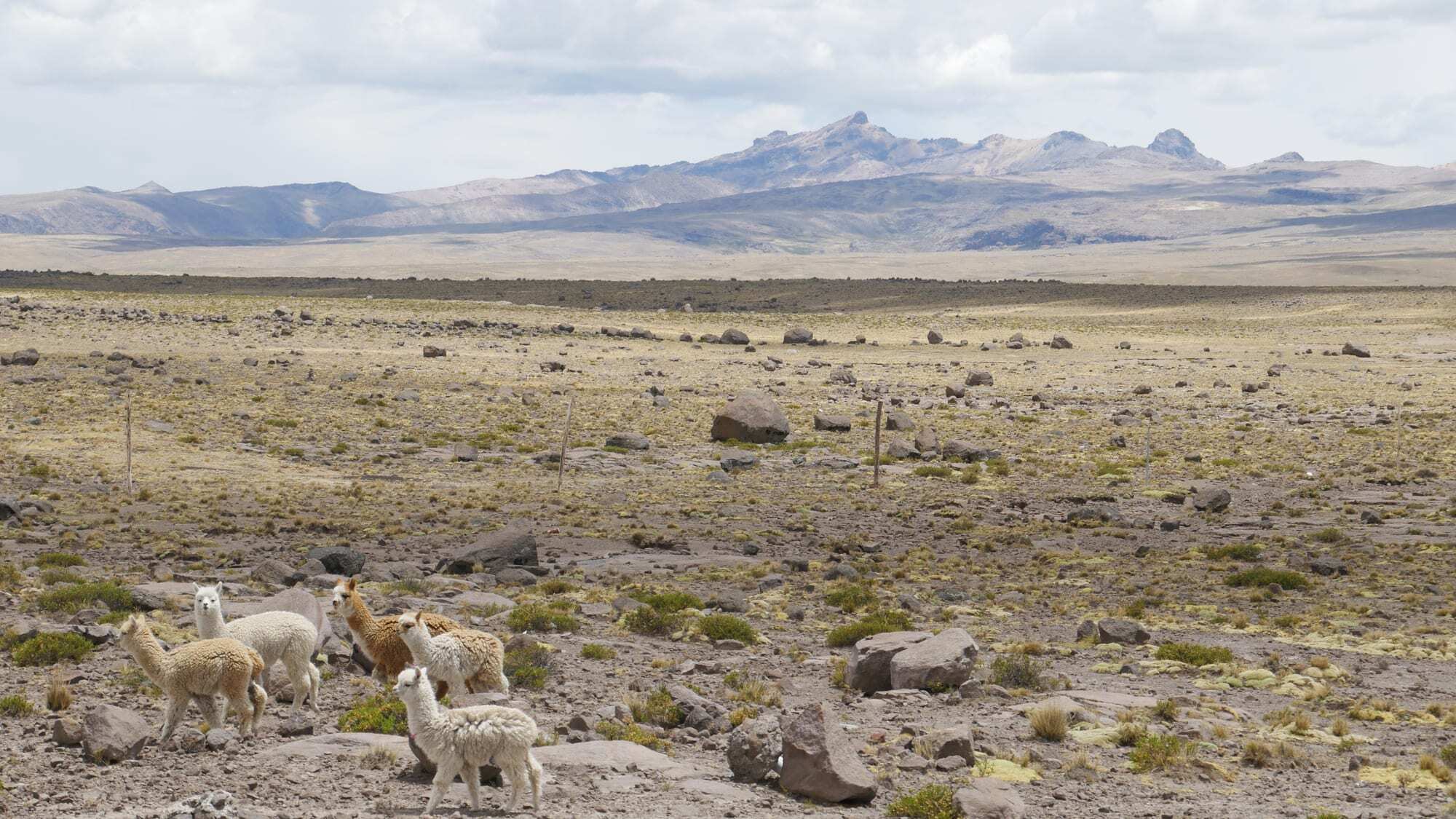 Alpacas crossing a wide highland landscape