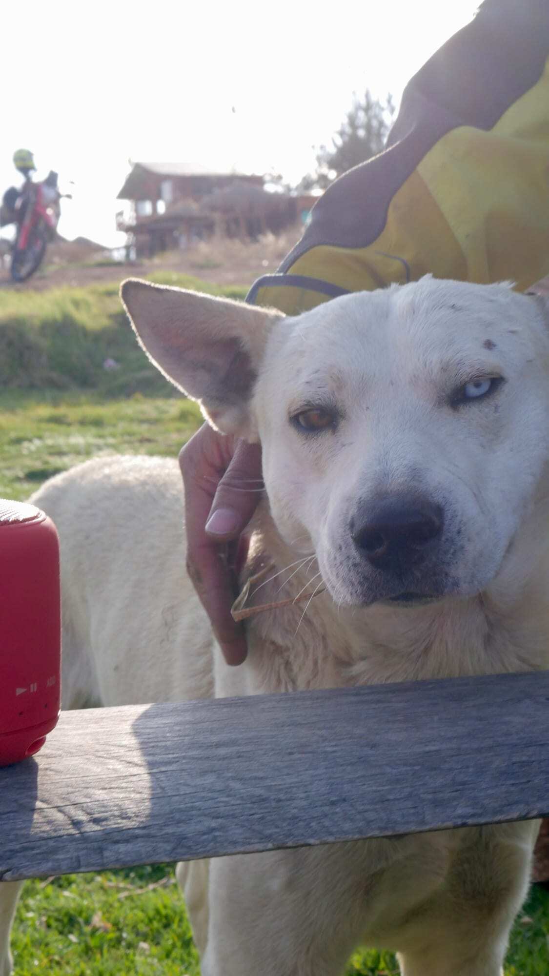 A dog with differently colored eyes beside a fence